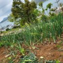 어촌삼식 이미지