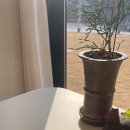 카페 알로 (cafe ALO) 이미지