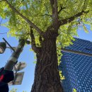 아뮤고나 이미지