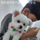 영희랑 바둑이랑 애견미용실 | [광주/분양샵] 영희랑바둑이랑 애견미용실 건강한 강아지 분양으로 안심했던 이유