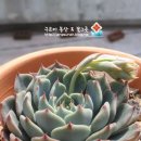 씨에라