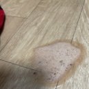 항동푸른숲동물병원 | 항동 푸른숲동물병원 입원후기 (feat. 강아지 췌장염 입원, 병원 비용, 강아지 췌장염 증상, 동물병원...