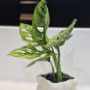 힐링버블 | 세라믹 버블 화분으로 완성한 힐링 공간, 몬스테라 아단소니 미니화분 후기