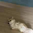 그루밍무무 이미지