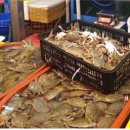 서해꽃게 이미지