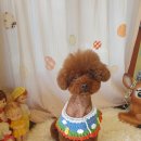 예쁘개 미용 이미지