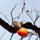 쪽빛하늘로 이미지