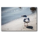 동갈매기 이미지