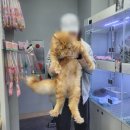 반하나캣 | 고양이의 전문매장인 반하나캣 방문 후기
