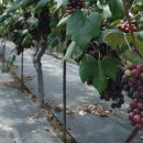 포도나무 이미지