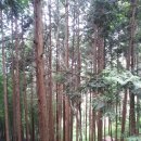 맹종죽테마공원 이미지