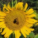 [우수학습곳간] 가을텃밭에서 나를 치유하자 | [공지] [금정평생학습프로그램] 가을텃밭에서 나를 치유하자