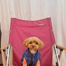 루이앤독 이미지