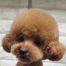 낭만강아지 이미지