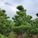 여송농장 이미지