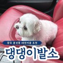 댕댕이발소 | 광주 봉선동 애견미용 추천 댕댕이발소 반려견 맞춤형 미용 서비스 완벽 정리