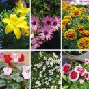 꽃과 식물에 관한 정보 이미지