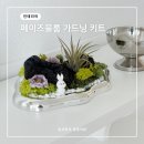 가드닝과 정원만들기 | 인테리어 소품 페이즈블룸 마이크로가드닝 키트