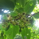 무릉농장 이미지