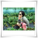 땅끝농장 이미지