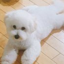 Groomer Ameri 네이버블로그