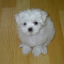 흰둥이 이미지