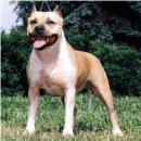 [림스애견훈련소] 아메리칸스태포드셔테리어 - American Staffordshire Terrier 이미지