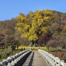 수곡용계로(길안면) 이미지