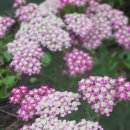 서양톱풀(아킬레아 마젠타; achillea)꽃 이미지