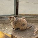 경한농장 | 가볼만한곳) 강원도 강릉 옥계 쌍둥이동물농장 후기