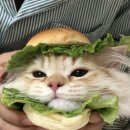 마나우스그릴 이미지