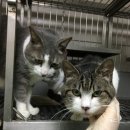 와우동물병원 이미지