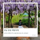 백양사역 | 전남 4월 5월 여행 장성 등나무꽃 숨은 명소 백양사역