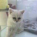 냥이의하루 카페.분양 이미지