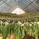 토종농산 이미지