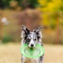 플라잉독 이미지