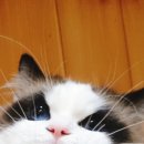 익산원펫 이미지