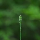 개쇠뜨기(Equisetum palustre L.) 이미지