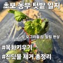 새순약국 | 텃밭일지#06; 목화 쪼글 잎과 이파리 뒤 벌레 진딧물 퇴치 제거 방법 총정리