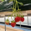 대림2농장 이미지