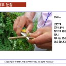 산딸나무와 미산딸나무의 재배 4 (접목방법) 이미지