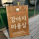 레드카펫 | [내돈내산]대전 애견미용/반석동 애견미용 :: 레드카펫 3번째 방문 후기! 강아지 미용실 추천