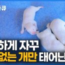 꼬리 없는 토종개 동경이 이미지