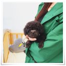 나눔펫 책임분양소 강아지분양 일산점 | 일산 강아지 무료분양 강아지무료분양 책임 분양소