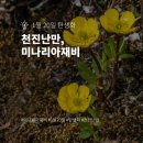 미나리아재비 이미지