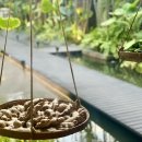 치앙마이 임산부 마사지 후기와 참고사항(파란나 마사지, DN wellness 마사지)