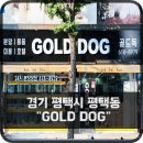 gold dog 이미지