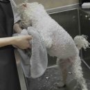 뽀송뽀송펫뷰티 이미지