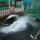 어라연송어횟집 이미지