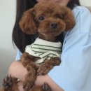 포미앤유 | 음성군 대소 애견미용실 후기, 주차부터 가격·서비스까지 솔직 리뷰